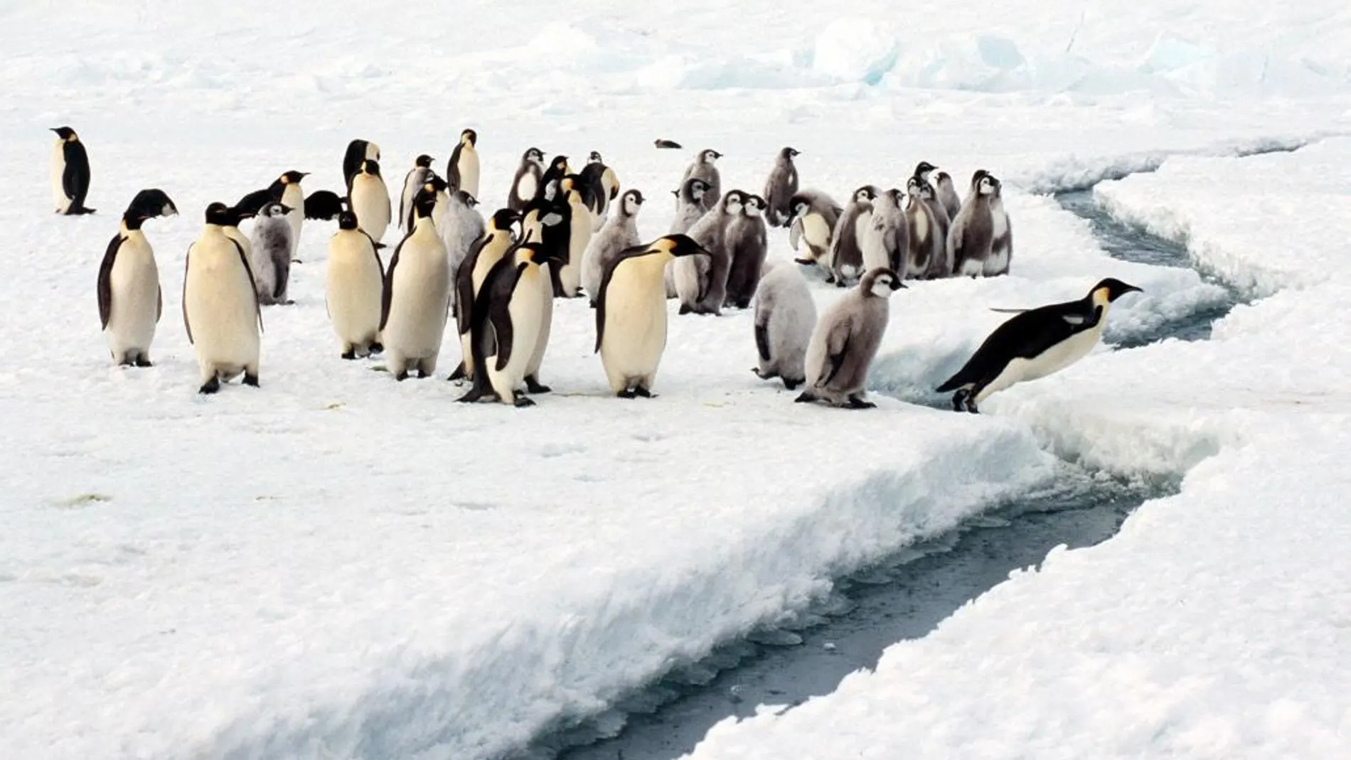 Pingüinos emperador en la Antártida