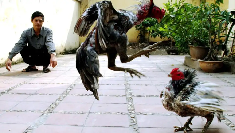Muchos países organizan peleas de gallos como atractivo turístico