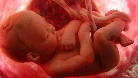 Reino Unido aprueba la técnica de «embriones de tres padres»