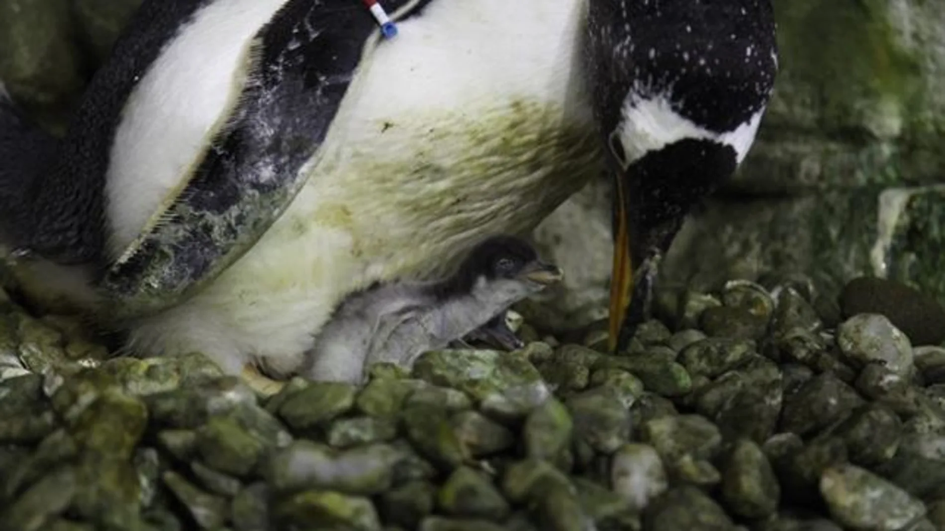 Nacen cuatro pingüinos Juanito en el Oceanografic de Valencia