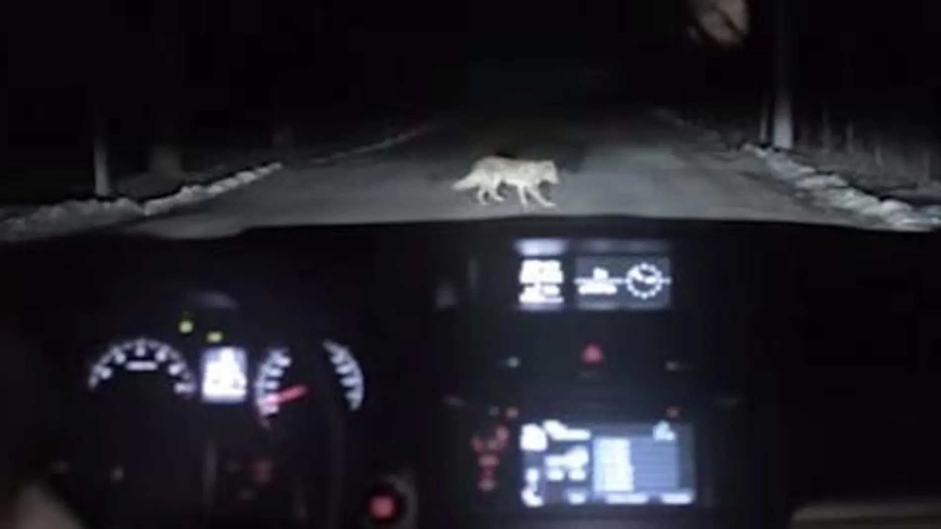 El anuncio de un perro ladrón de coches revoluciona la red