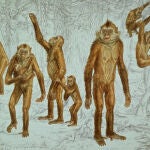 Reconstrucción de Oreopithecus bambolii (Pavel Major / ICP)
