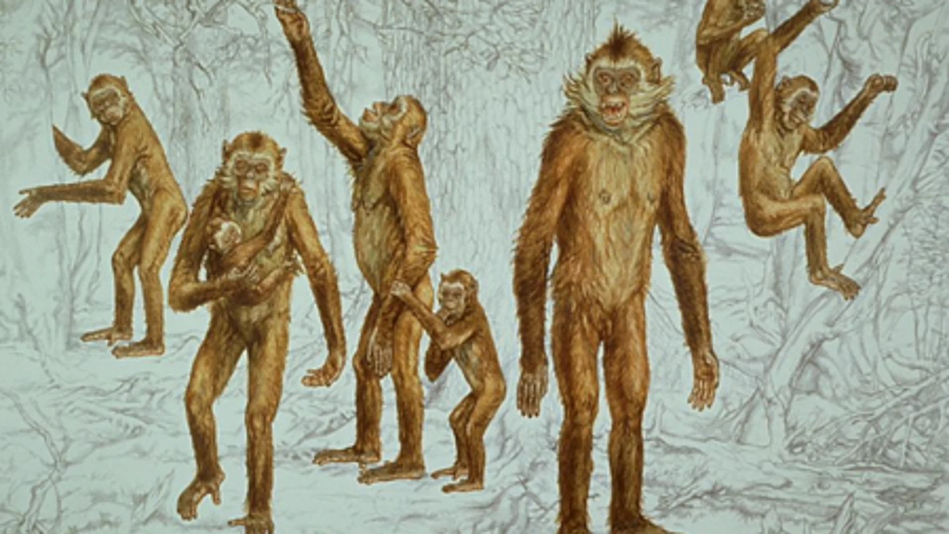 Reconstrucción de Oreopithecus bambolii (Pavel Major / ICP)