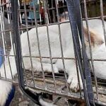Los perros llegan a Yulin en estas jaulas para ser comprados y posteriormente cocinados para el consumo de la población