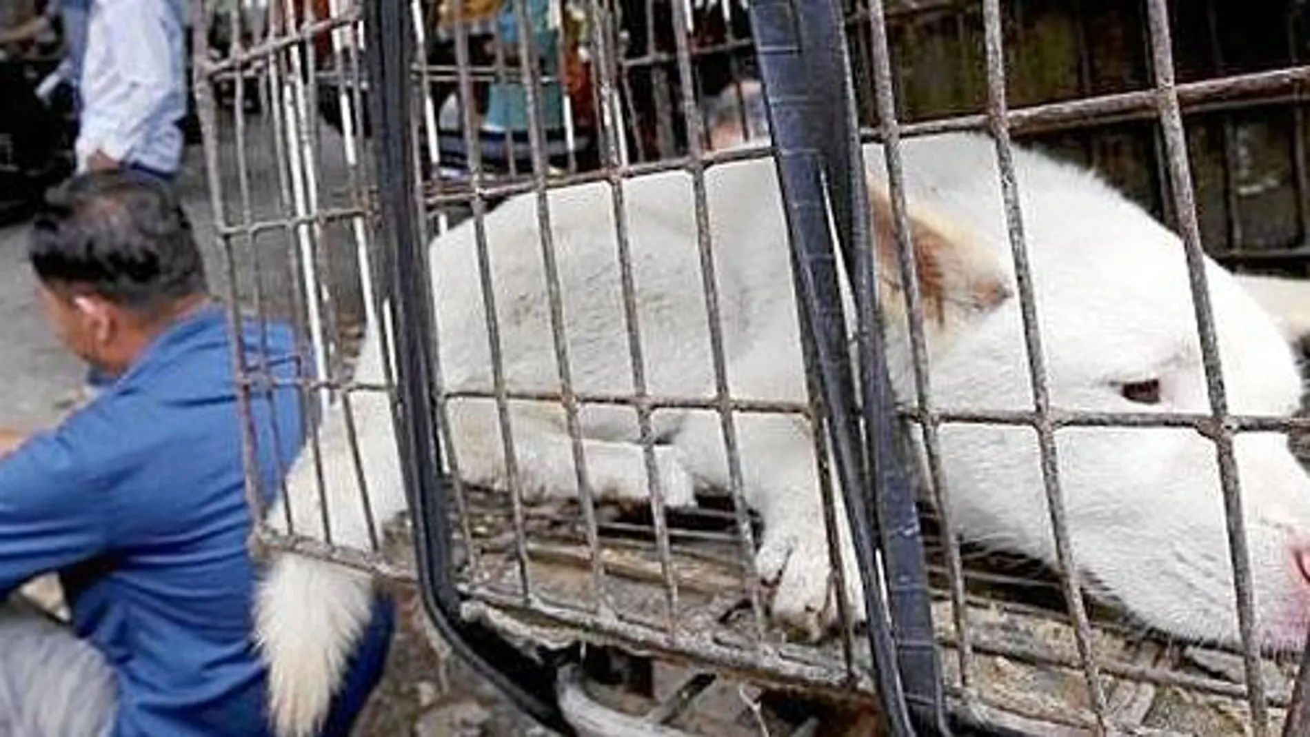 Los perros llegan a Yulin en estas jaulas para ser comprados y posteriormente cocinados para el consumo de la población