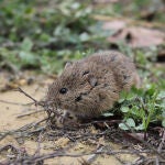 Topillo campesino principal causante de la enfermedad de la tularemia
