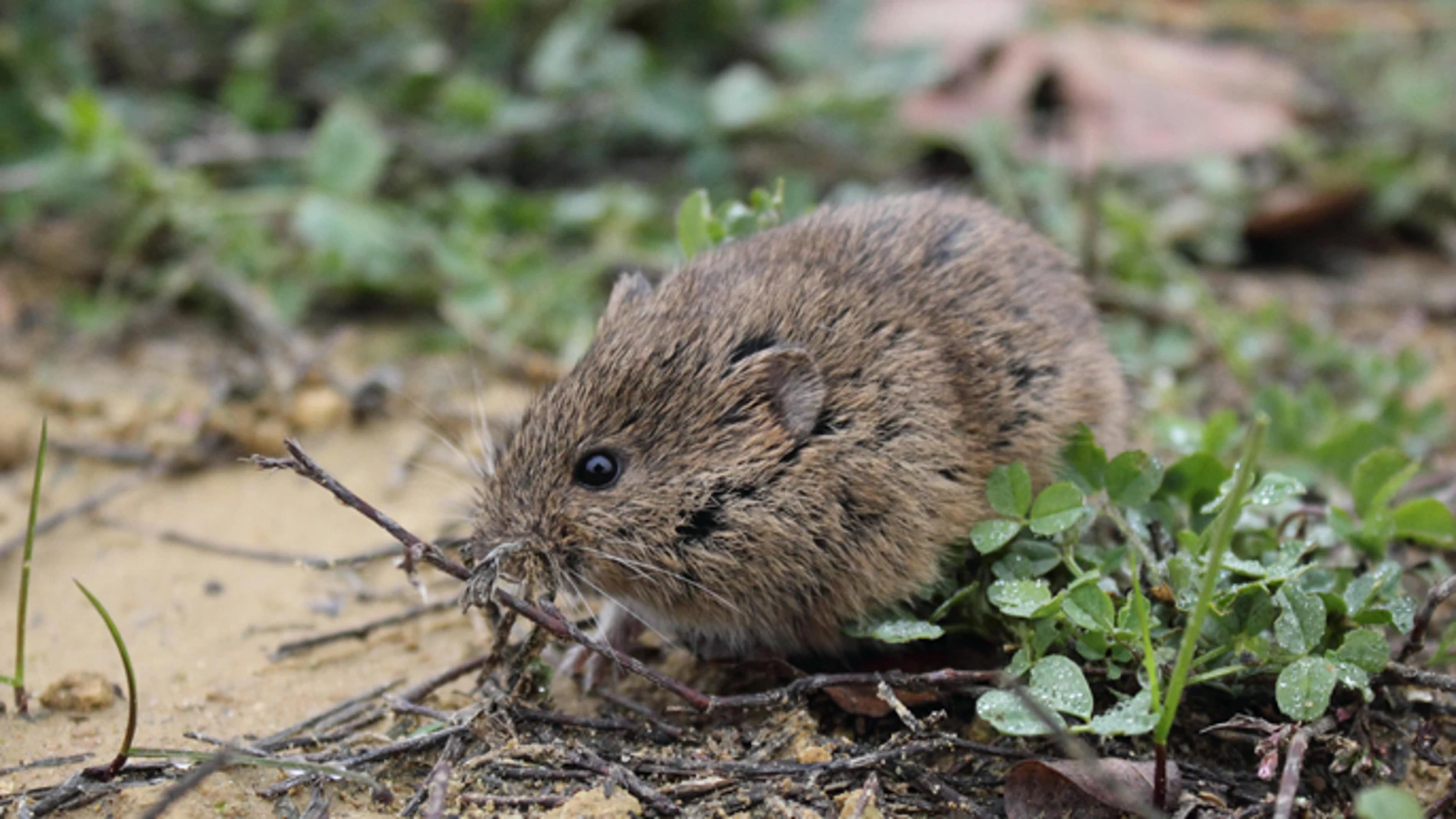 Topillo campesino principal causante de la enfermedad de la tularemia