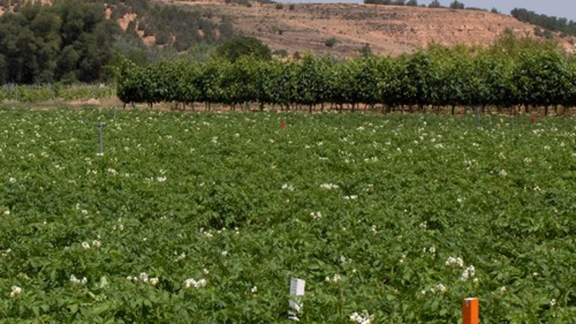 Cultivo de patata en la parcela experimental de San Martín de Rubiales en la comarca de Ribera del Duero.
