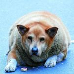 Mascotas obesas:kilos de vida sendentaria