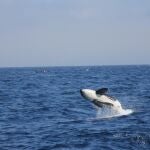 Este equipo de investigación a confirmado que las orcas que en ocasiones se ven en el Algarve son los mismos individuos que se suelen ver en el Estrecho de Gibraltar.