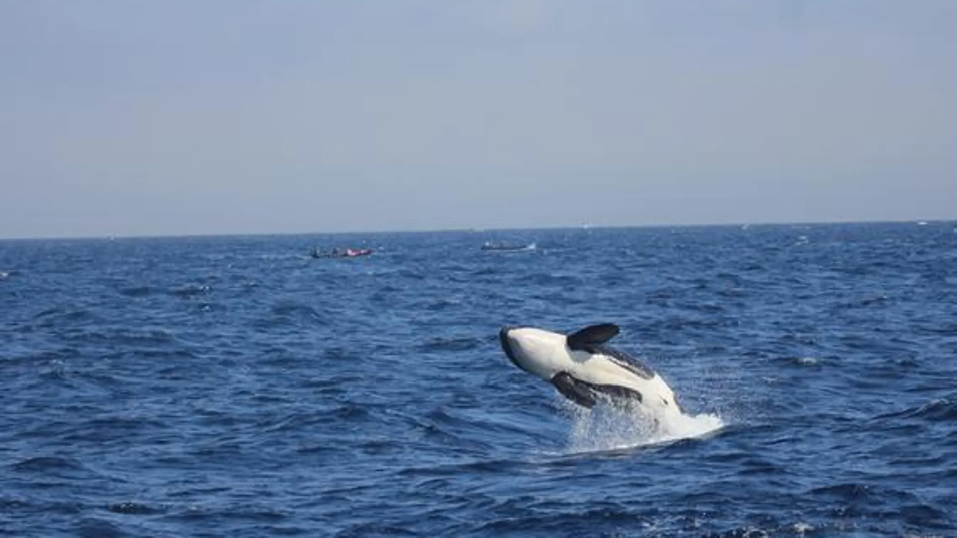 Este equipo de investigación a confirmado que las orcas que en ocasiones se ven en el Algarve son los mismos individuos que se suelen ver en el Estrecho de Gibraltar.