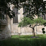 Un supuesto sucesor del árbol del que cayó la manzana que inspiró a Newton en Cambridge