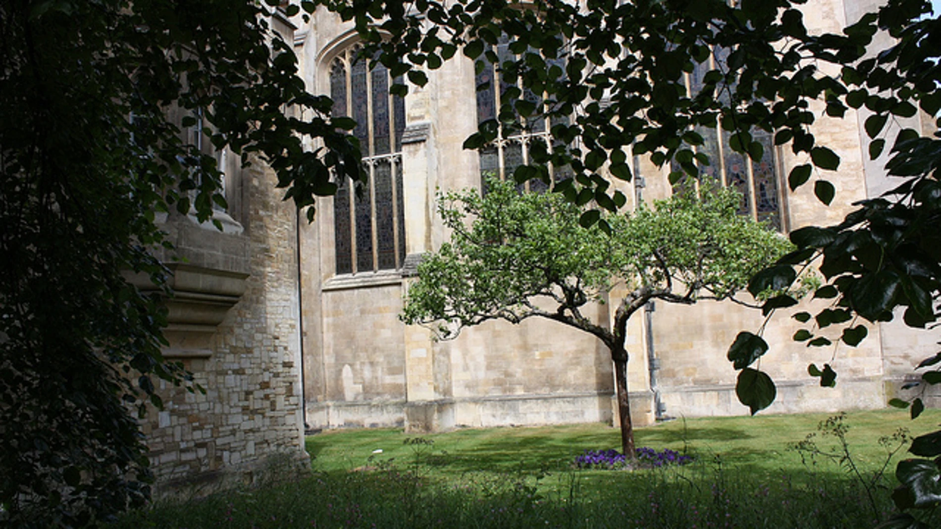 Un supuesto sucesor del árbol del que cayó la manzana que inspiró a Newton en Cambridge