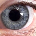 Las retinas vivas son ‘inteligentes’, puesto que sólo captan nuevas imágenes si hay variaciones o movimiento
