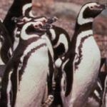 El cambio climático amenaza a la mayor colonia de pingüinos de Magallanes