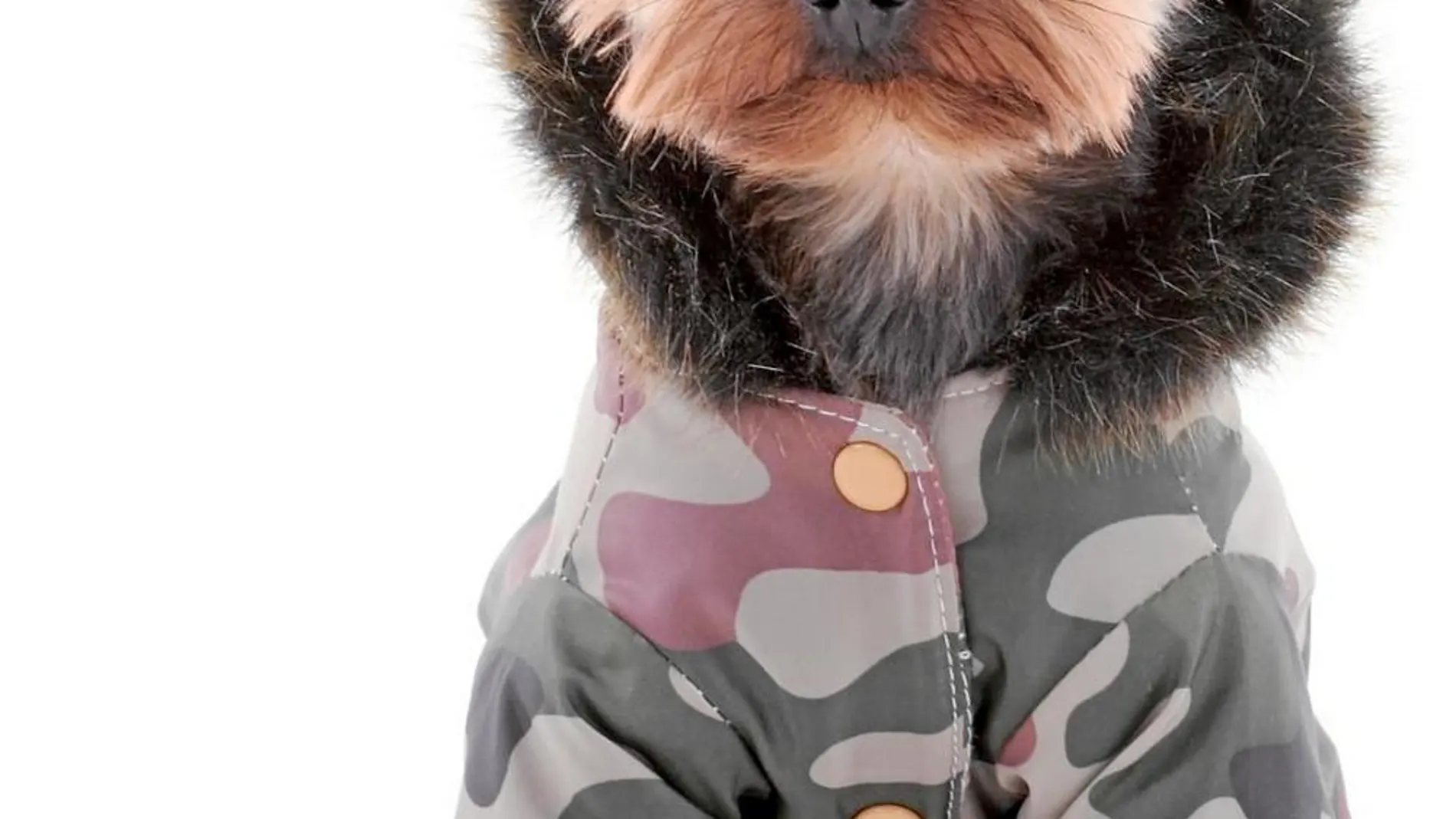 Los perros no quieren llevar abrigo en invierno