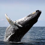 Imagen de archivo de una ballena gris saltando sobre el agua