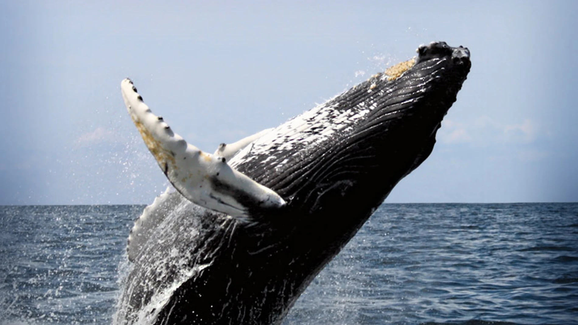 Imagen de archivo de una ballena gris saltando sobre el agua