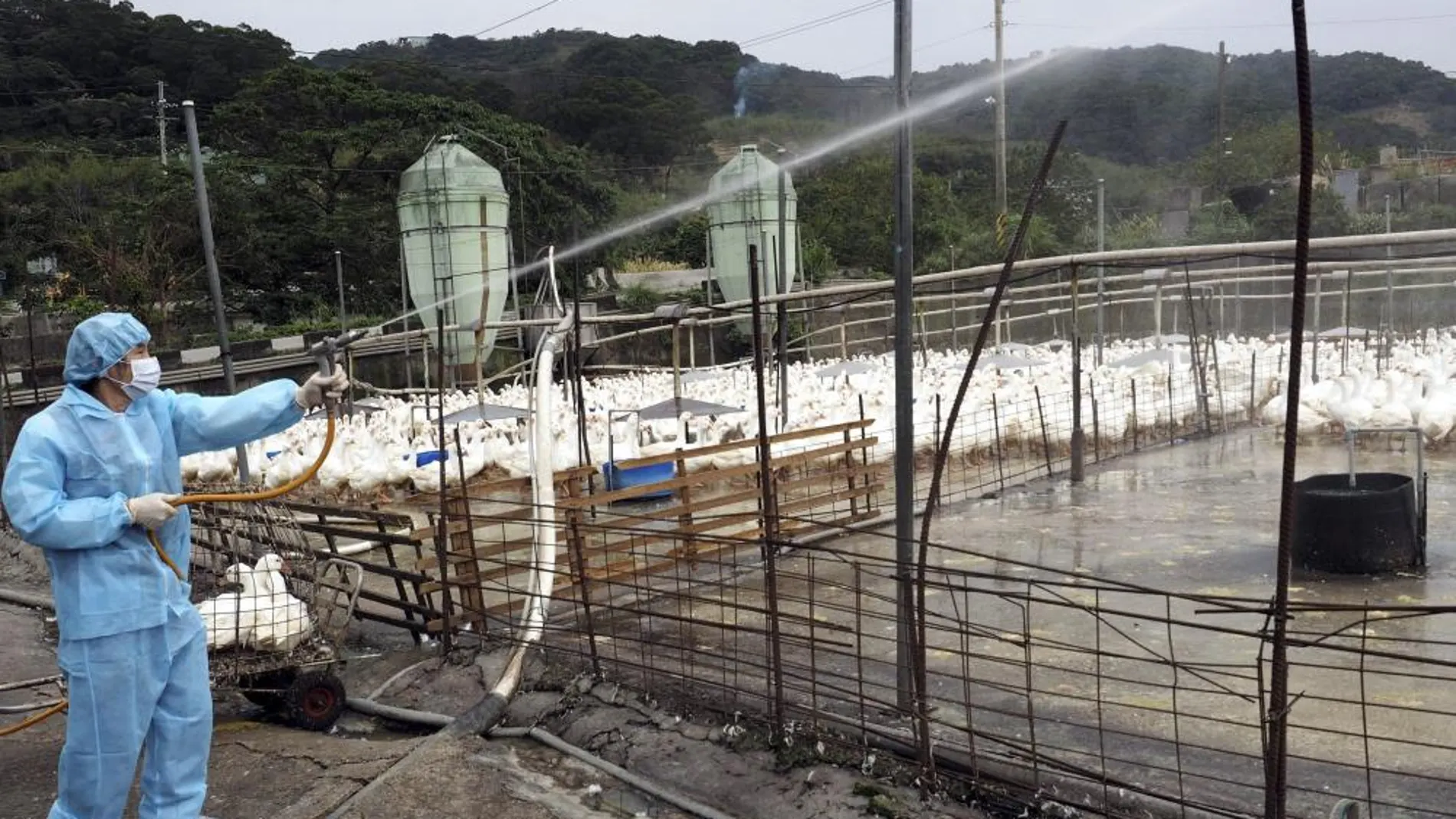 Trabajadores de Sanidad desinfectan una granja de gansos tras la sospecha de gripe aviar en Taipei (Taiwán)