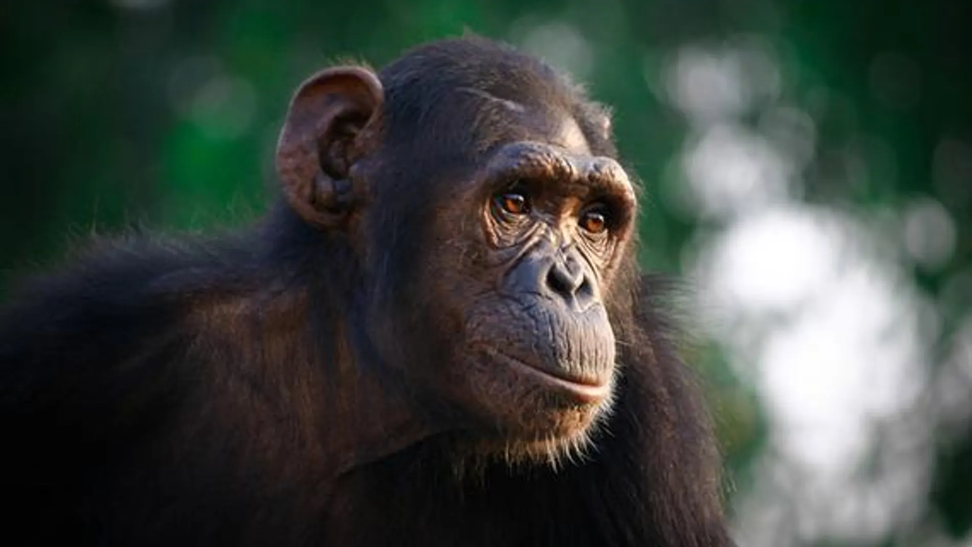 A este chimpancé y a otras 35 especies diferentes se les expuso a dos tareas experimentales para probar su capacidad de autocontrol