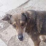 Un perro boliviano aún llora a su amo en el lugar en que murió hace 5 años