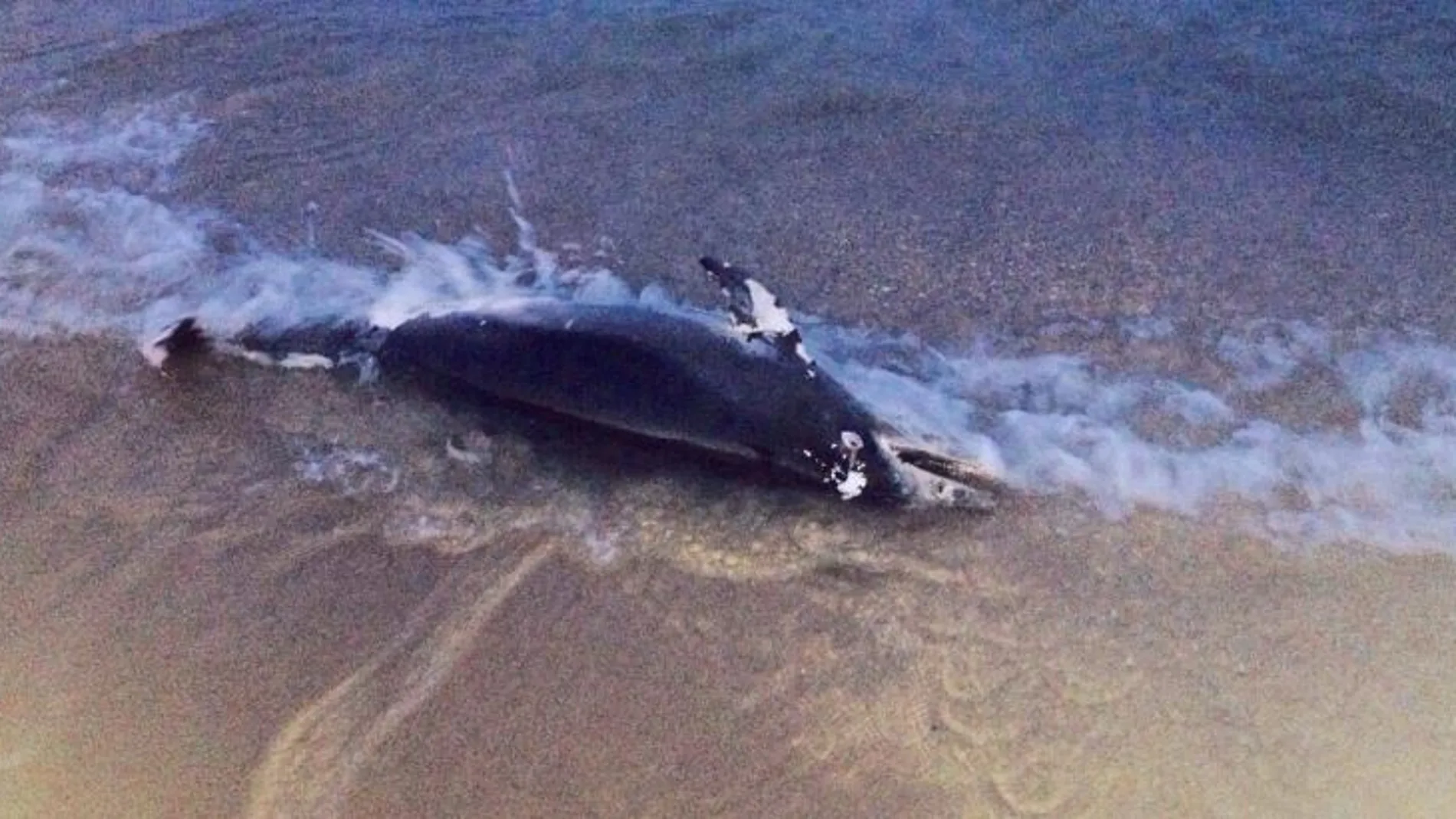 Fotografía del cadáver de delfín hallado en la playa.