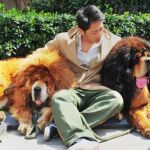 El mastín tibetano, el perro más caro del mundo