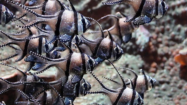 Un bando de peces cardenal (Pterapogon kauderni)
