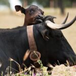 Vaca y ternero de raza Avileña-Negra Ibérica