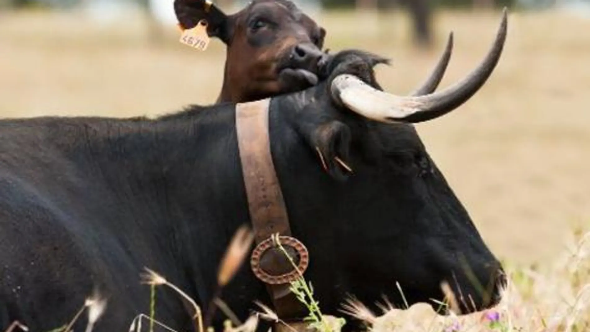 Vaca y ternero de raza Avileña-Negra Ibérica