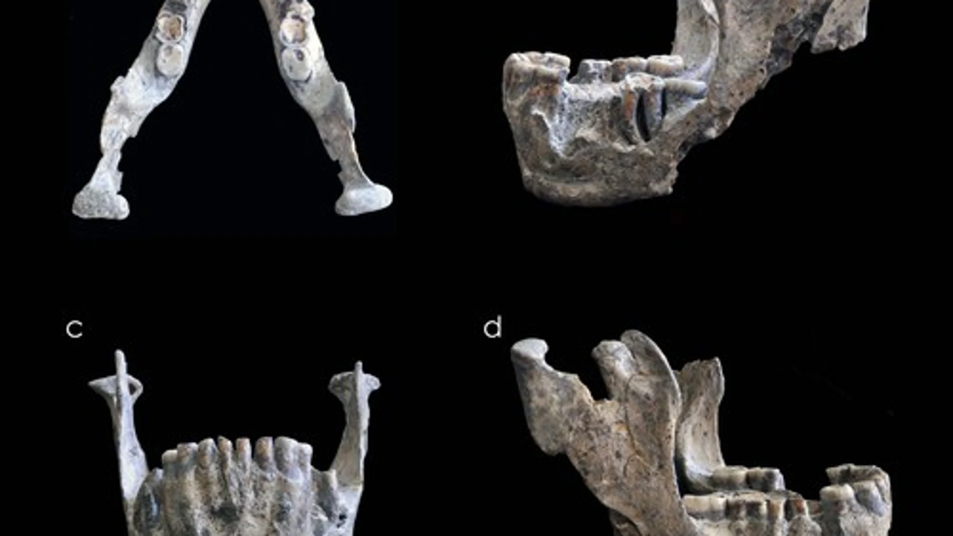 Resto mandibular del cráneo 5 hallado en el yacimiento georgiano de Dmanisi