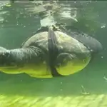  Un estudiante de diseño industrial salva a una tortuga gracias a una aleta artificial