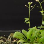 Plantas ‘Arabidopsis’ transgénicas (a la derecha), y no transgénicas (a la izquierda), después de 12 días sin recibir agua