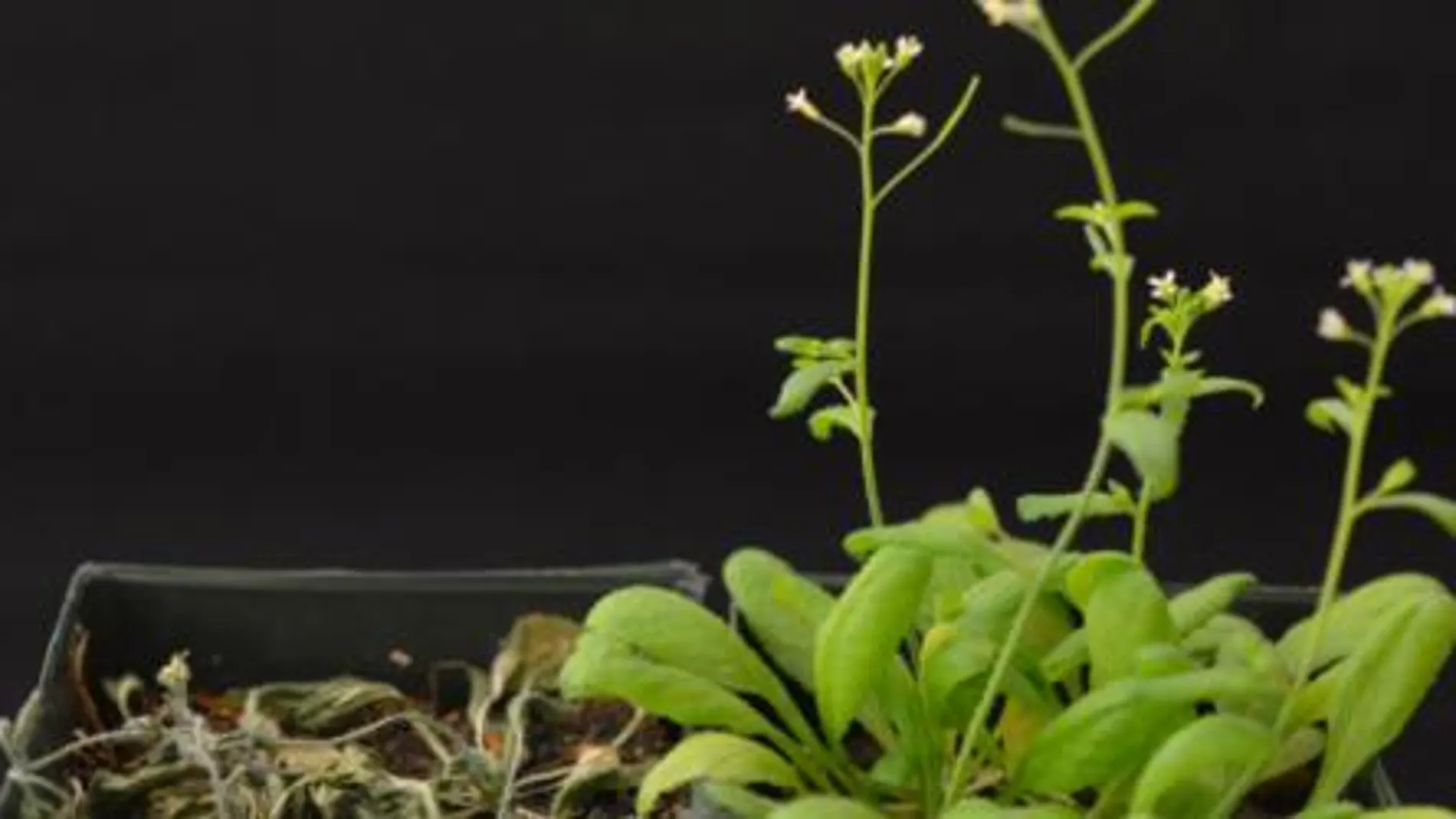 Plantas ‘Arabidopsis’ transgénicas (a la derecha), y no transgénicas (a la izquierda), después de 12 días sin recibir agua