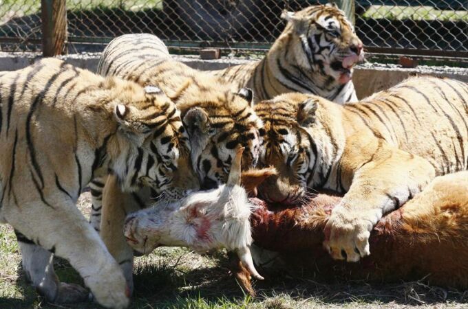 Cuatro tigres en un zoo chino