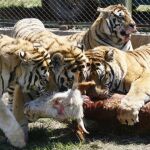 Cuatro tigres en un zoo chino