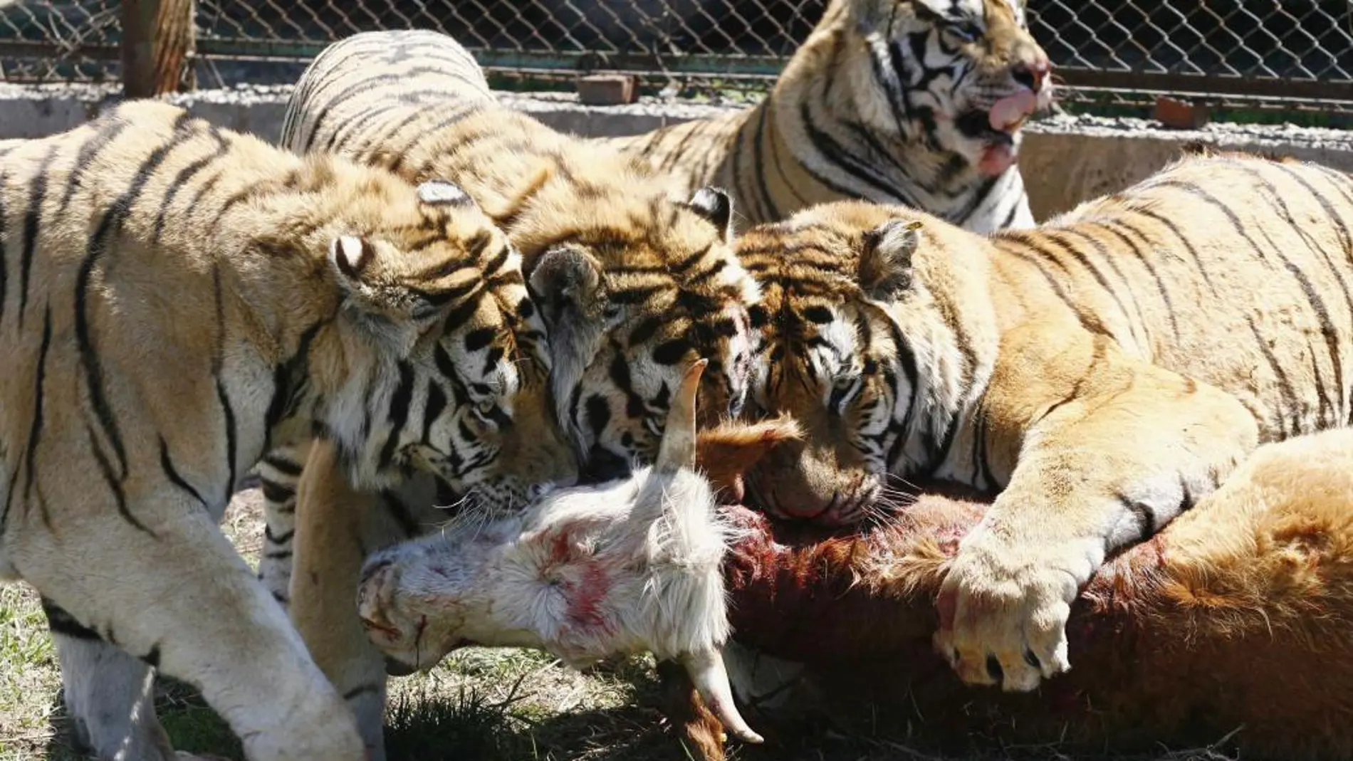 Cuatro tigres en un zoo chino