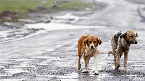 Clases gratuitas para evitar el abandono de mascotas