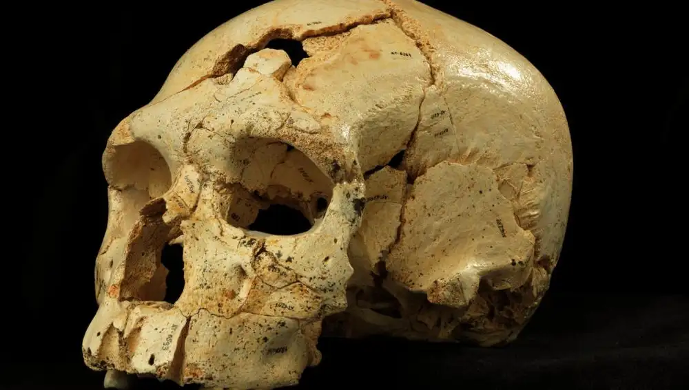Fotografía facilitada por el Museo de la Evolución Humana de Atapuerca del cráneo número 17 de la Sima de los Huesos