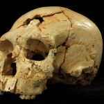 Fotografía facilitada por el Museo de la Evolución Humana de Atapuerca del cráneo número 17 de la Sima de los Huesos