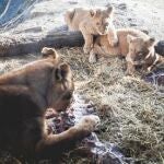 Después de la jirafa Marius, el polémico zoo danés sacrifica a dos leones y a sus dos crías