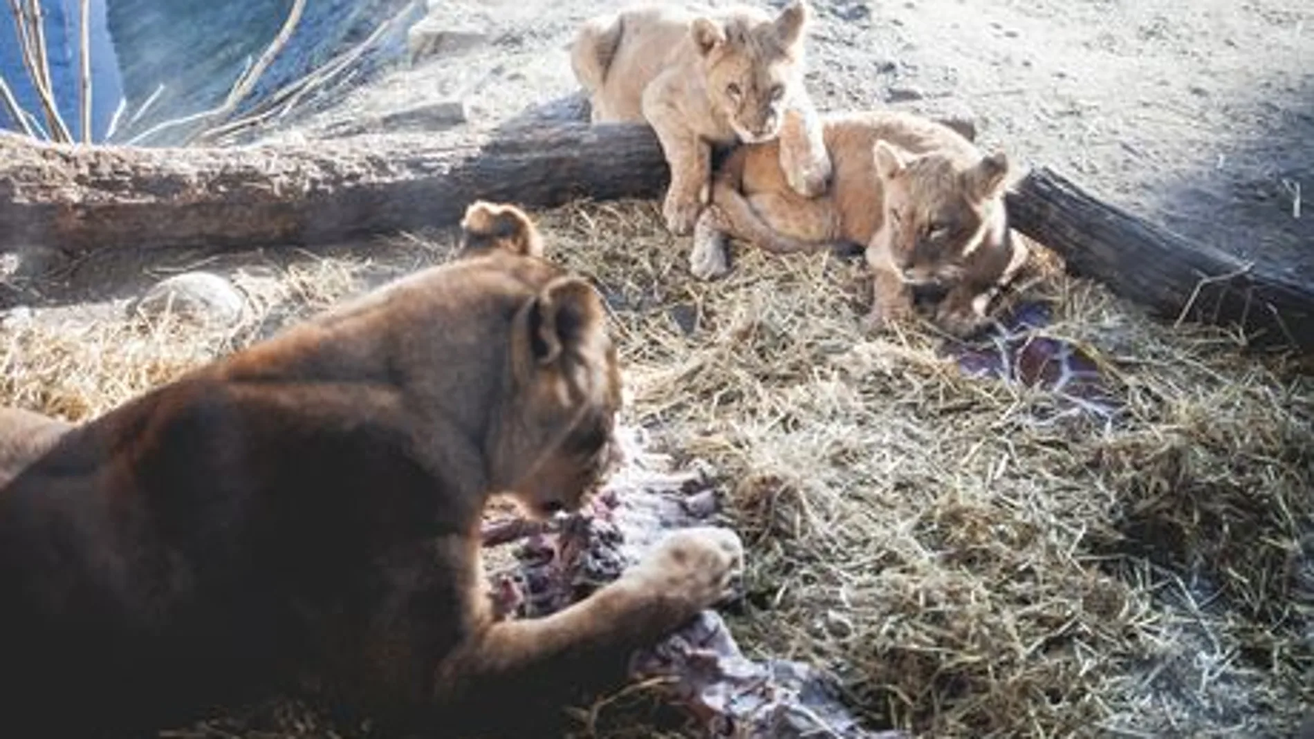 Después de la jirafa Marius, el polémico zoo danés sacrifica a dos leones y a sus dos crías