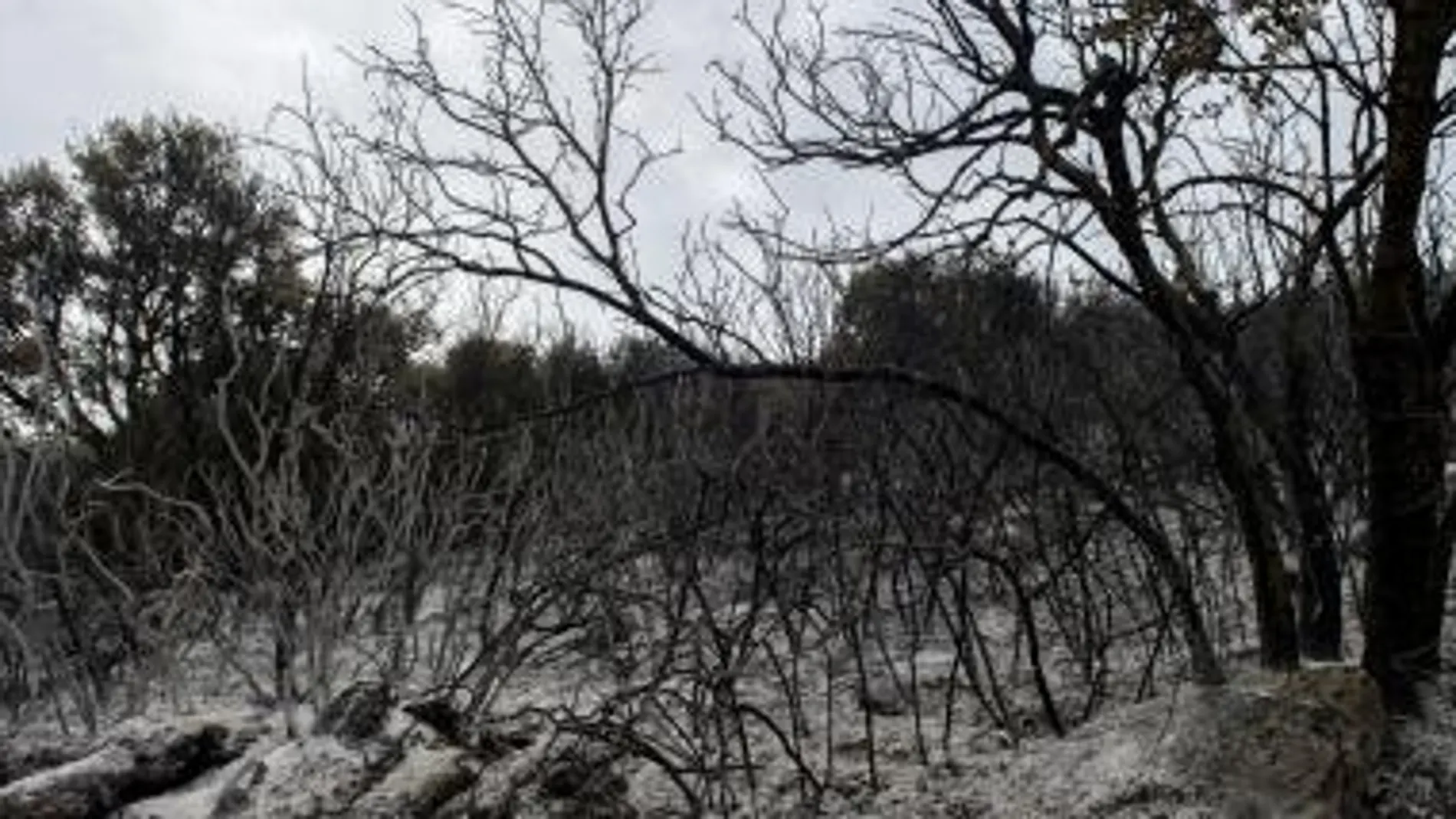 El incendio de Ujué ha afectado a unas 900 hectáreas de terreno forestal y de cultivo.