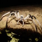 Ejemplar de una nueva especie de araña descubierta en Israel, 'Cerbalus aravensis'.