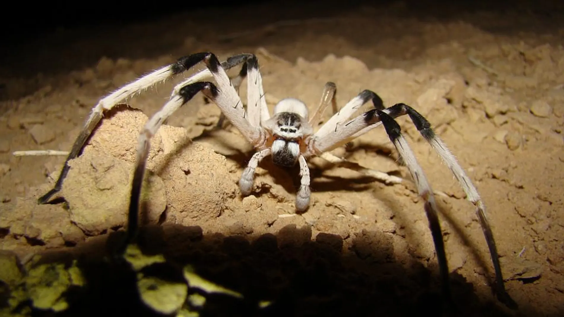 Ejemplar de una nueva especie de araña descubierta en Israel, 'Cerbalus aravensis'.