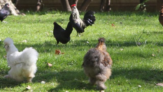 Imagen de las gallinas en el jardín de la embajada.