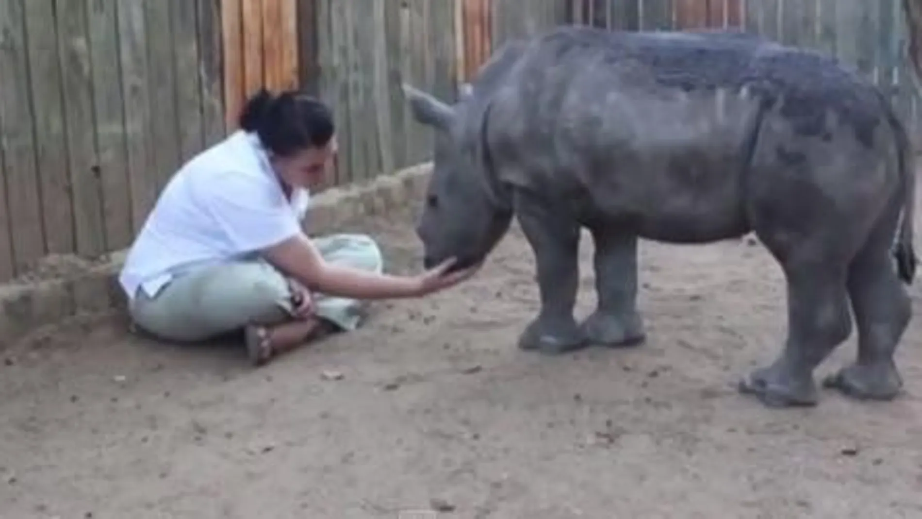 Una de las cuidadoras juega con la cría de rinoceronte