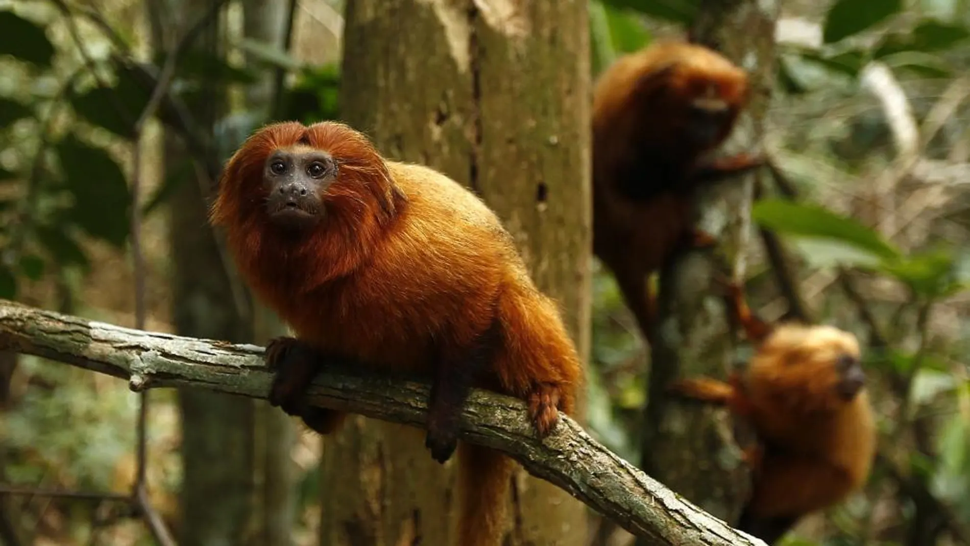 Fotografía de monos león dorado en la reserva ambiental de la Asociación Mico León Dorado (AMLD), en Silva Jardim (Brasil).