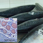 Se han detectado dos ejemplares intersexuales de esta especie. Este hallazgo ha sido recientemente publicado en la revista Marine Biodiversity Records