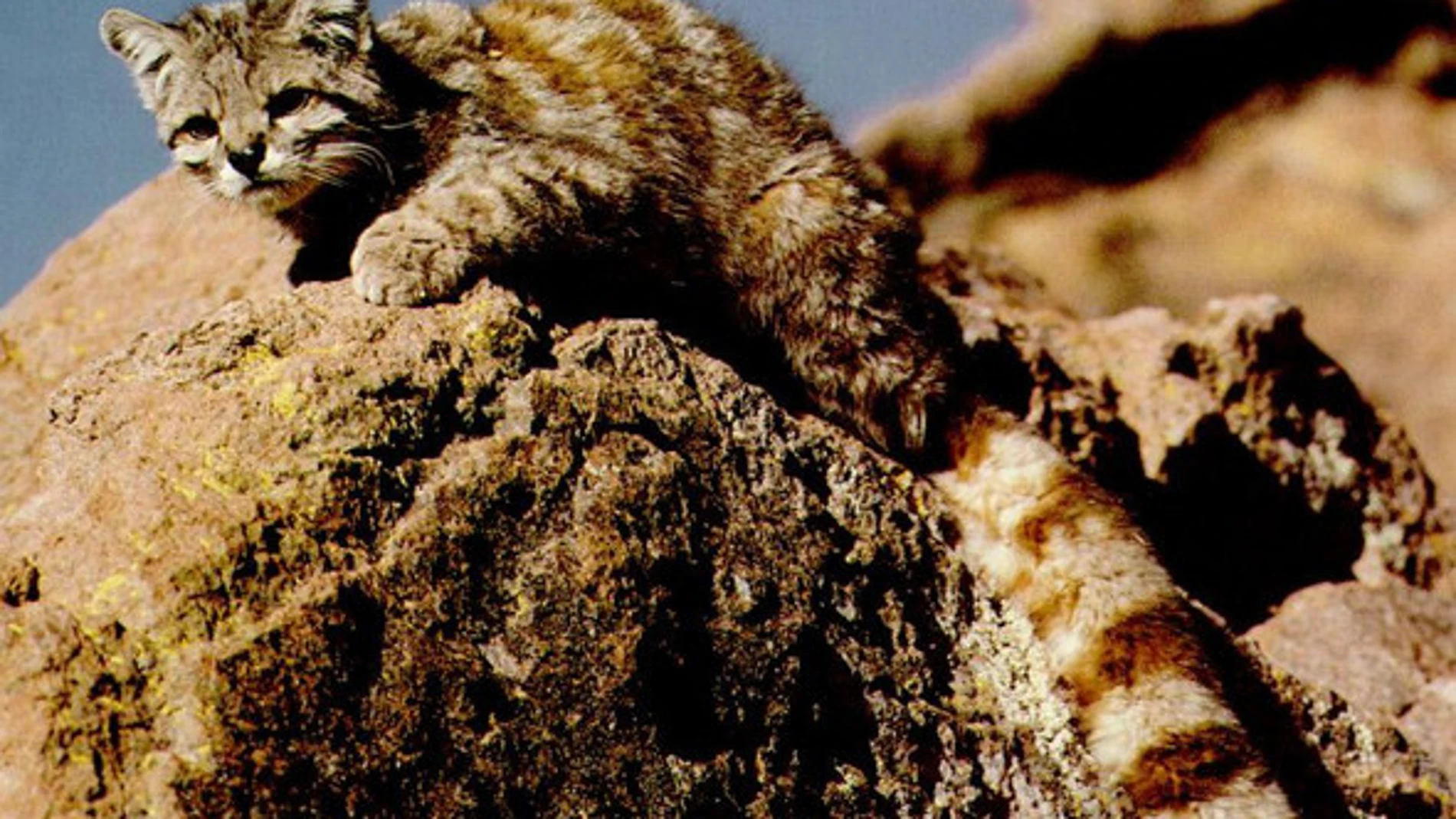 El gato andino (Leopardus jacobita) es uno de los felinos más amenazados del mundo